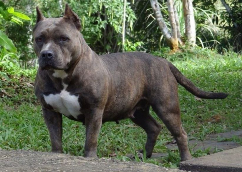 Photo of the dog