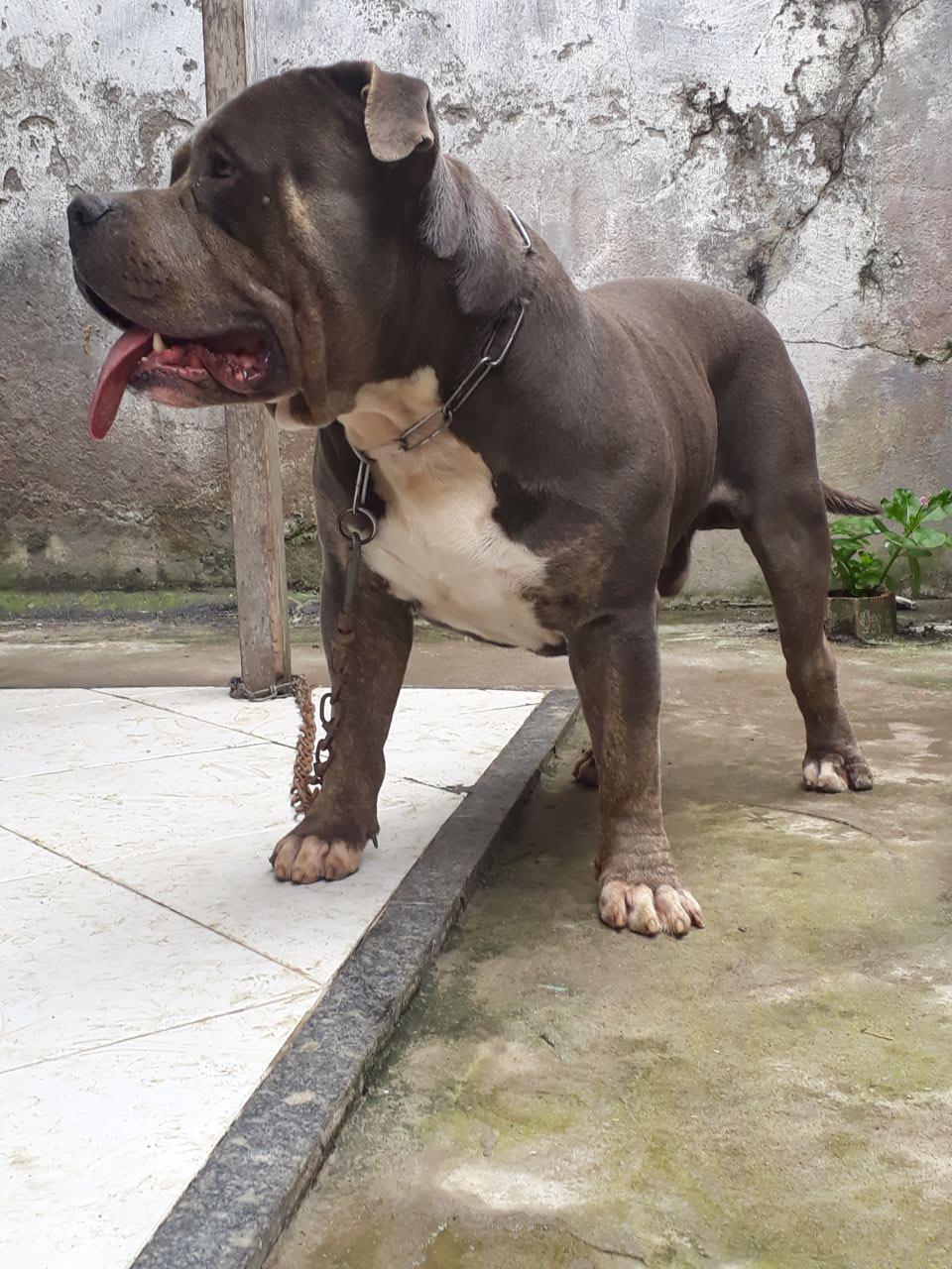 Photo of the dog