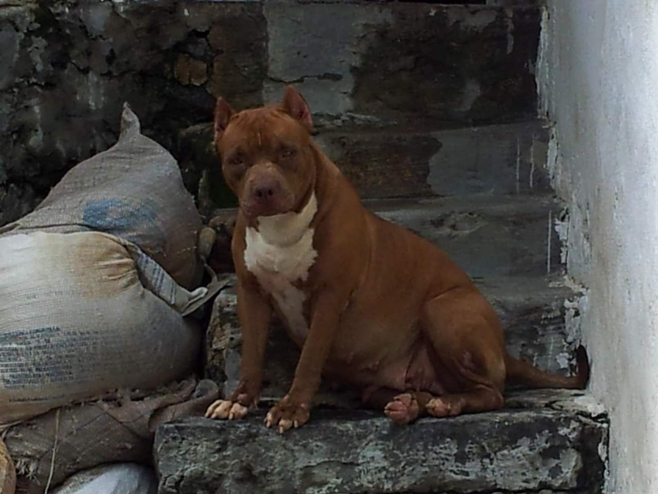 Photo of the dog