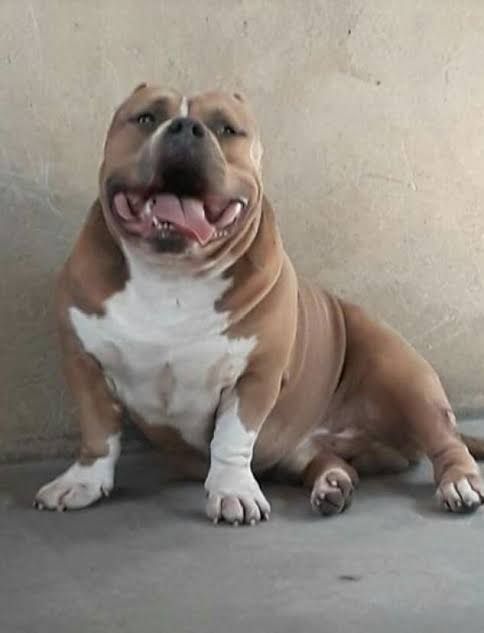Photo of the dog