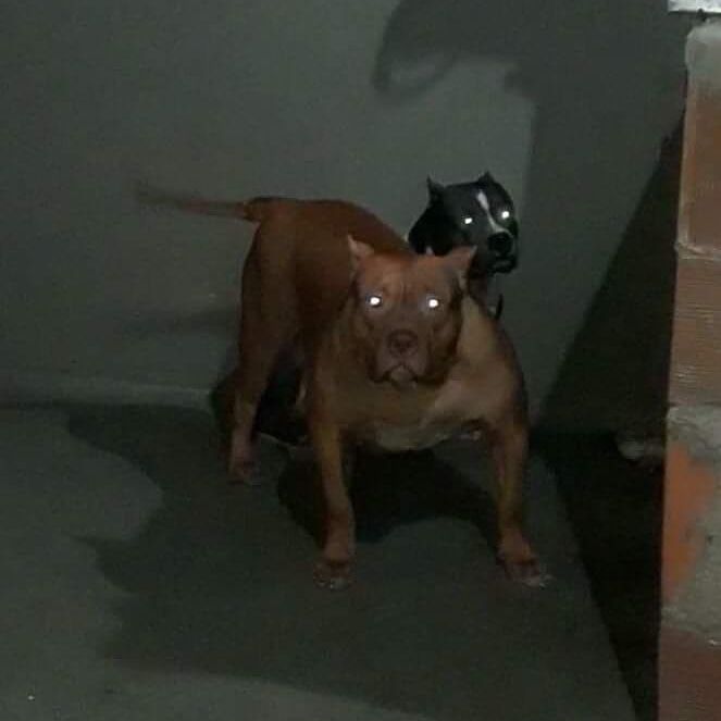 Photo of the dog