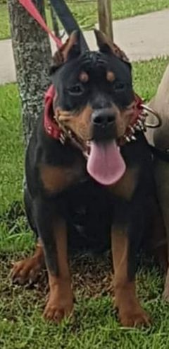 Photo of the dog