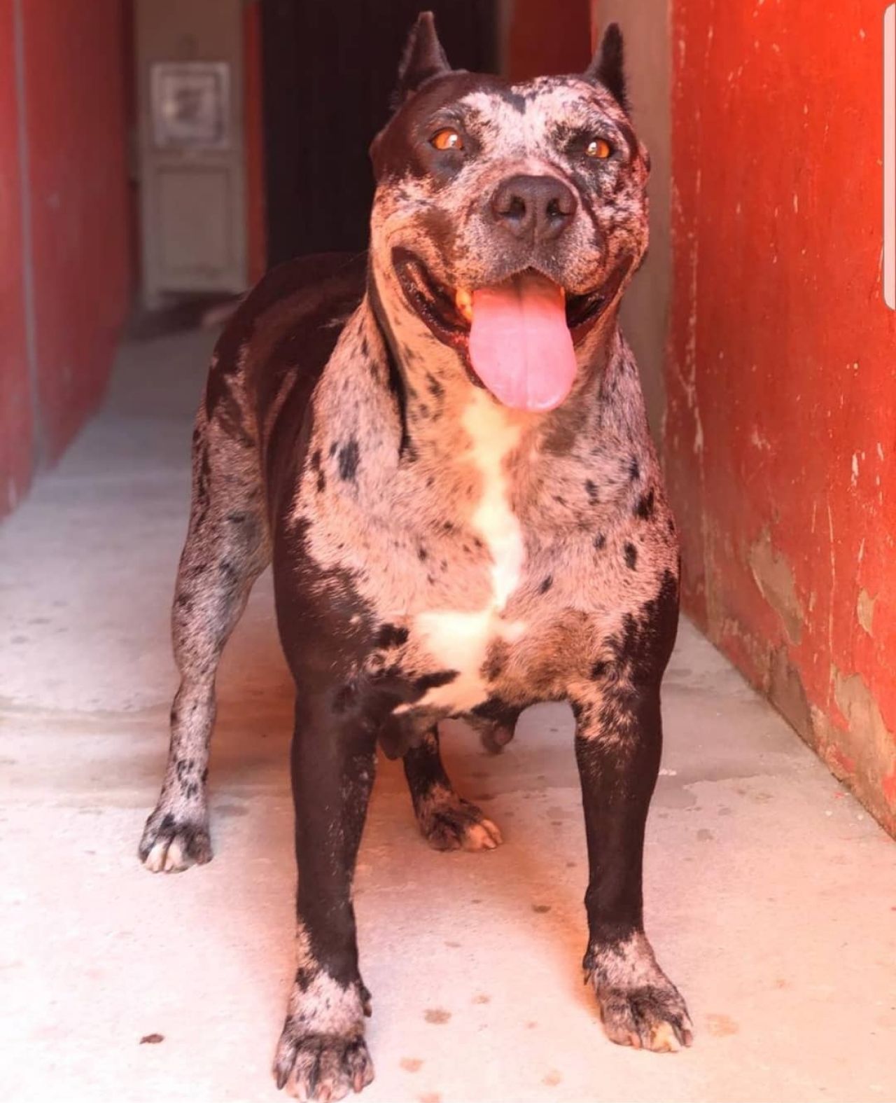 Photo of the dog
