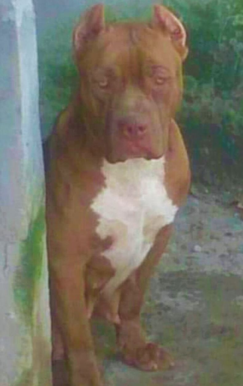 Photo of the dog