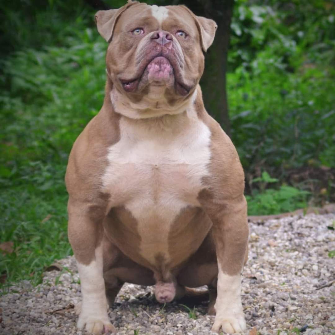 Photo of the dog