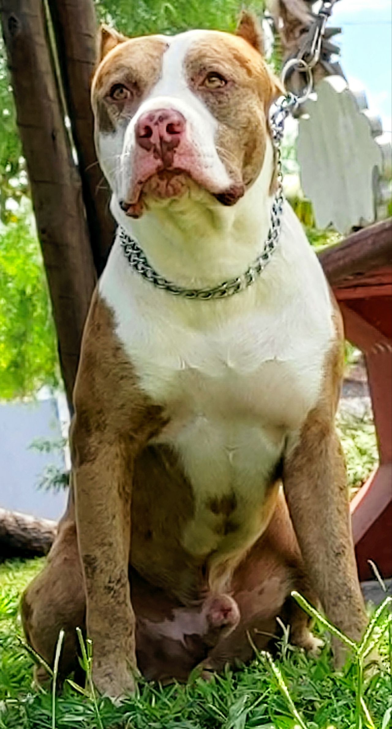 Photo of the dog