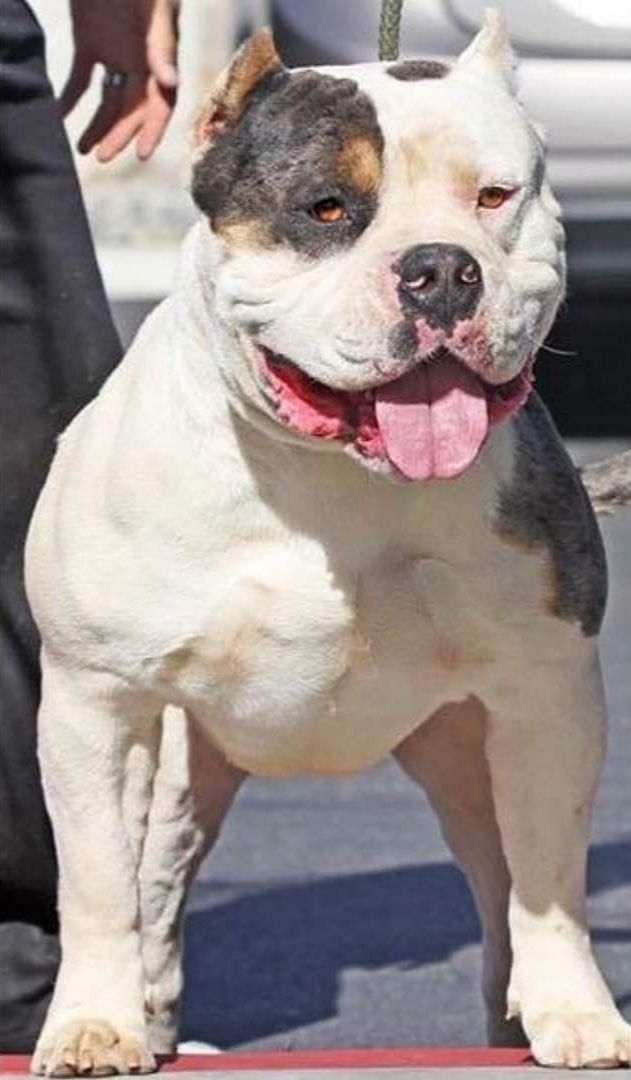 Photo of the dog
