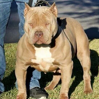 Photo of the dog