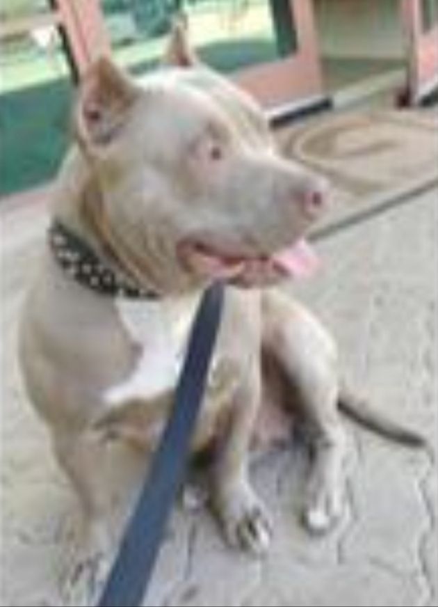 Photo of the dog