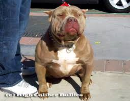 Photo of the dog