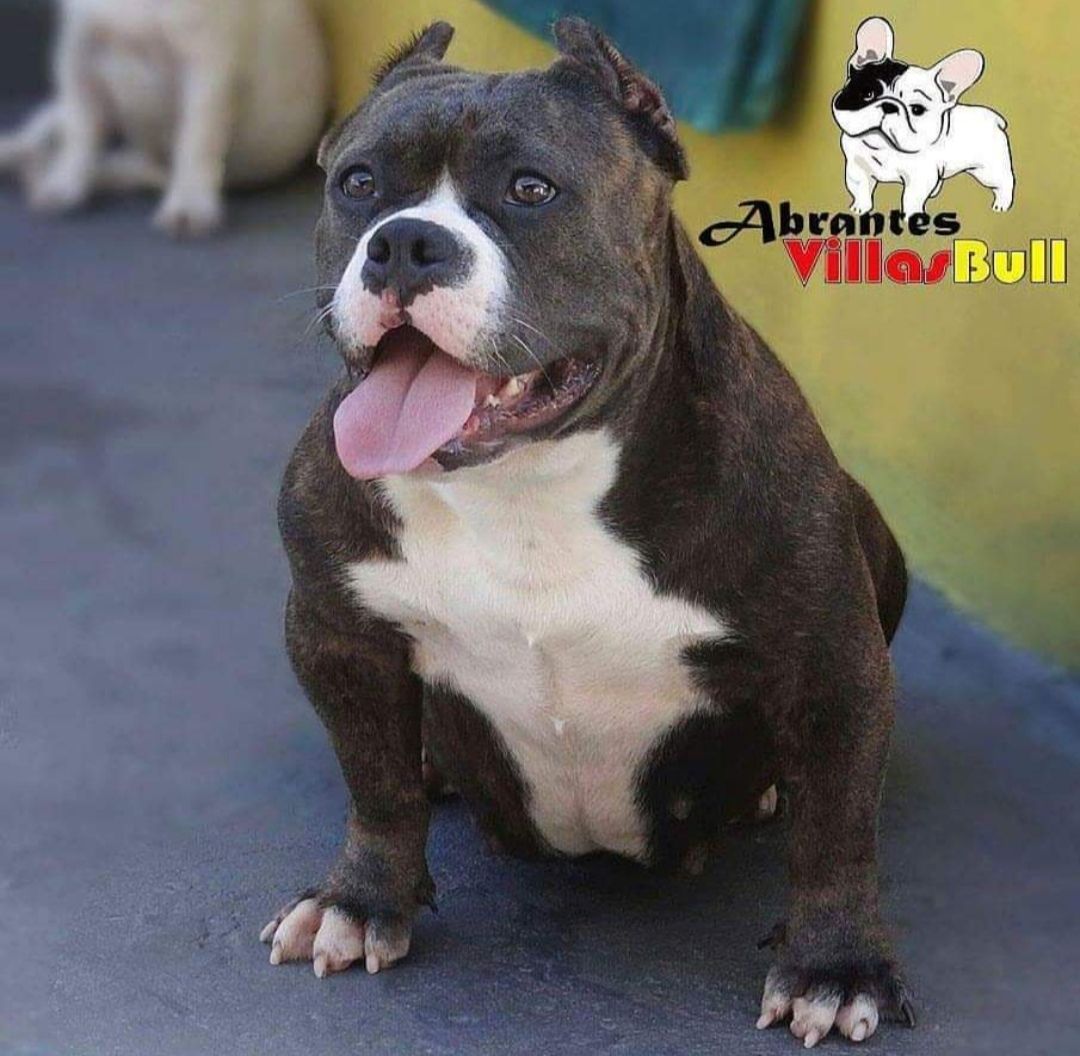 Photo of the dog