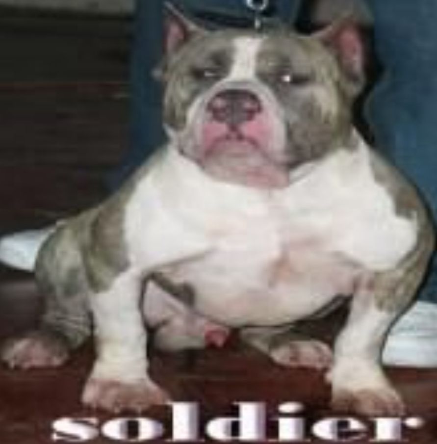 Photo of the dog