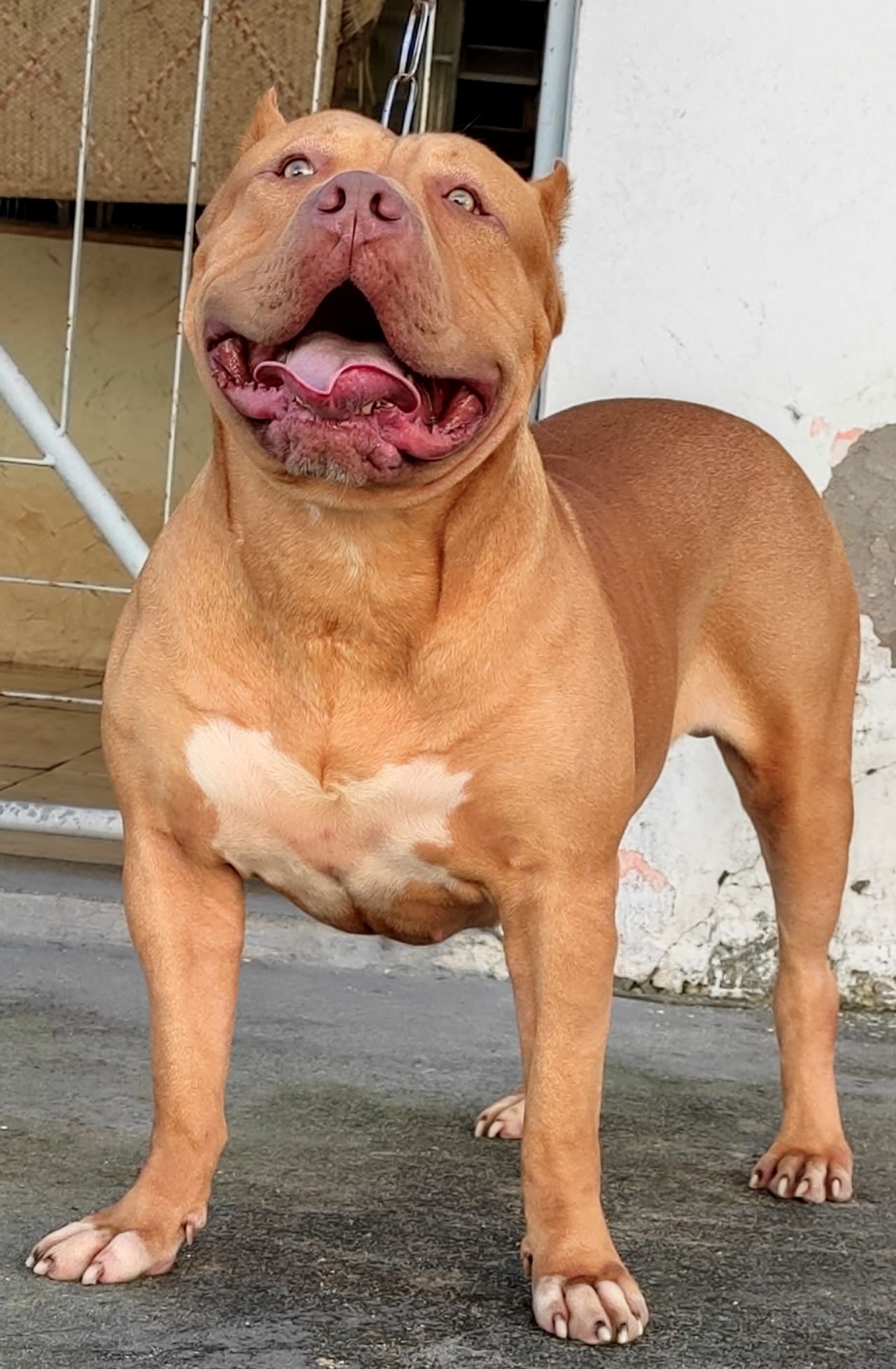 Photo of the dog