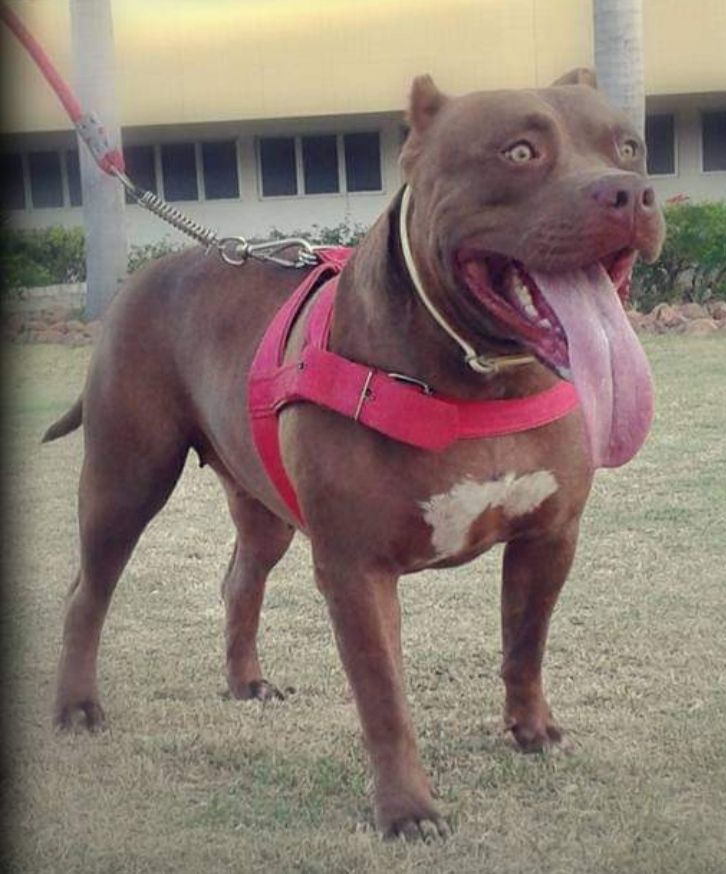 Photo of the dog