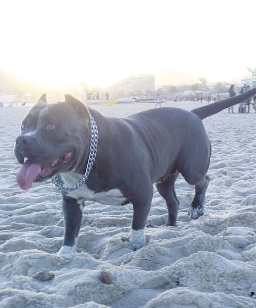 Photo of the dog