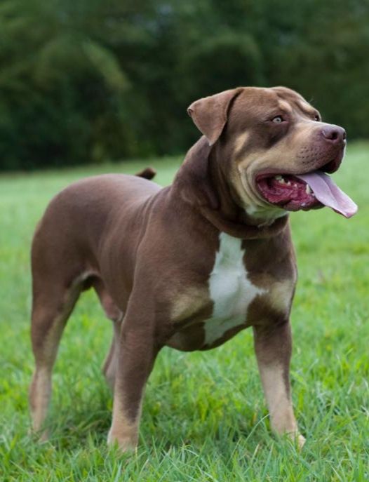 Photo of the dog