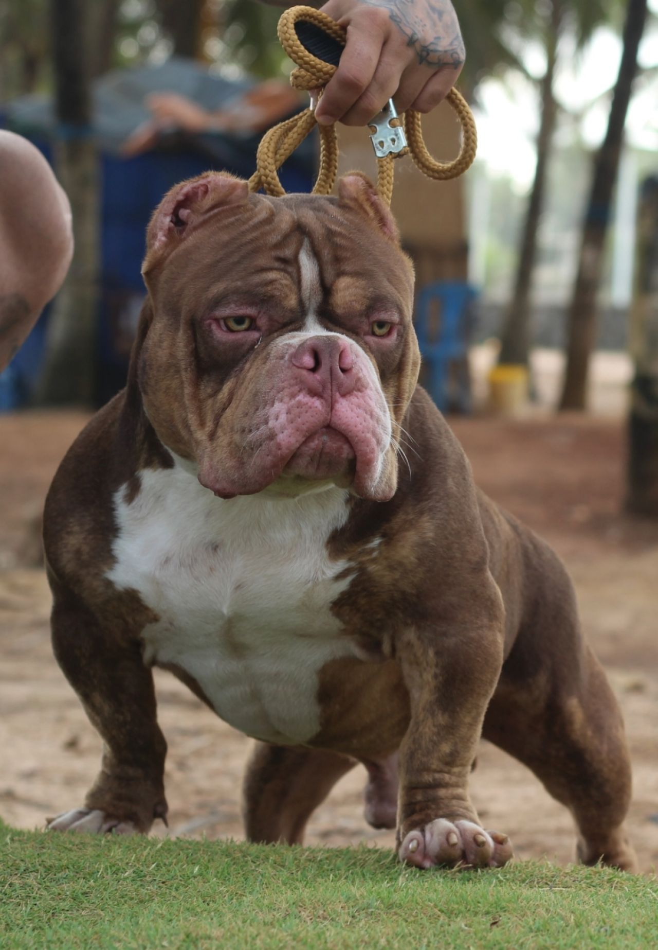 Photo of the dog