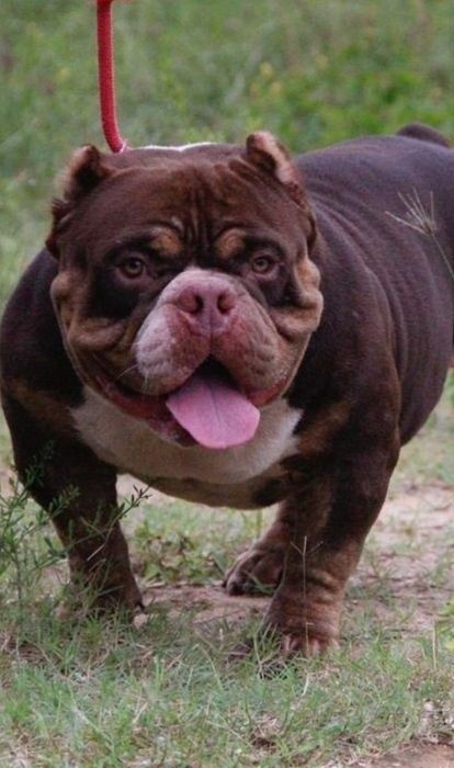 Photo of the dog