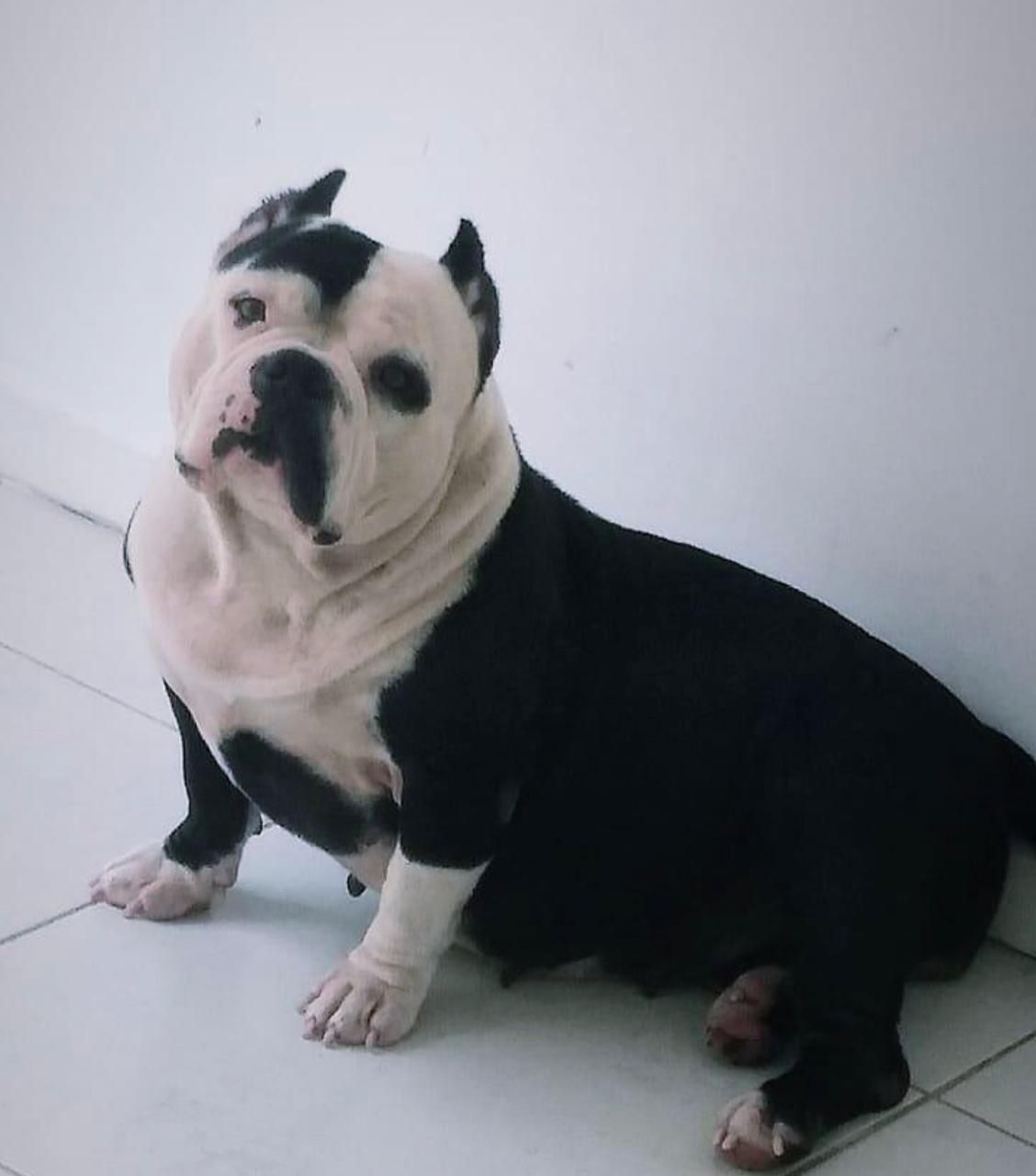 Photo of the dog
