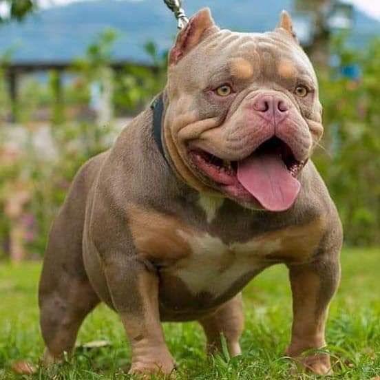 Photo of the dog