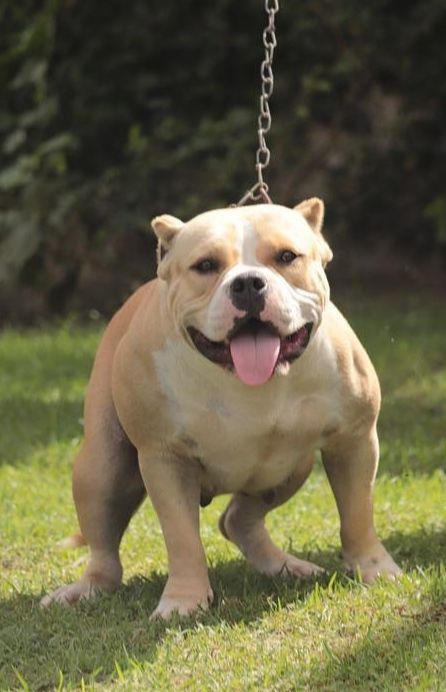 Photo of the dog