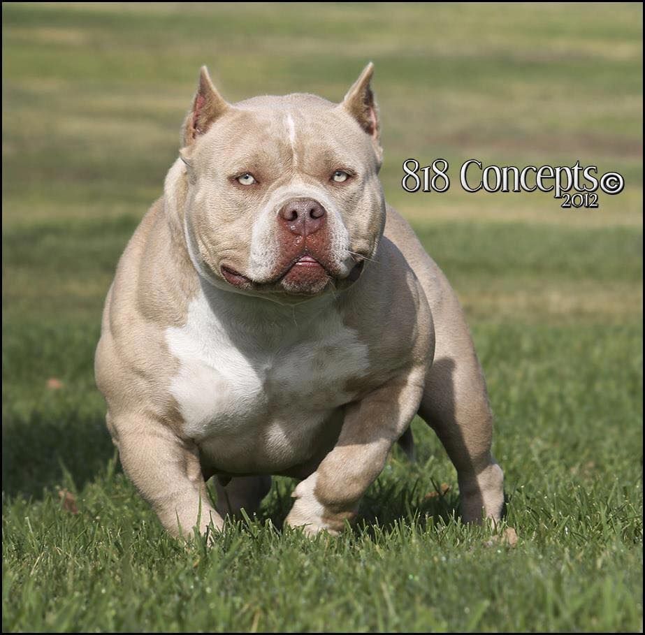 Photo of the dog