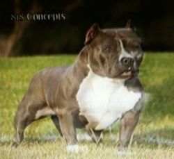 Photo of the dog