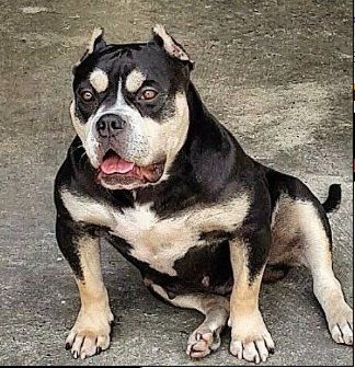 Photo of the dog