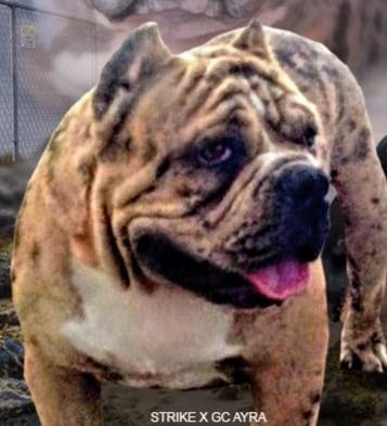 Photo of the dog