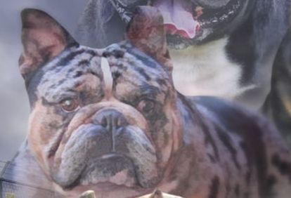 Photo of the dog
