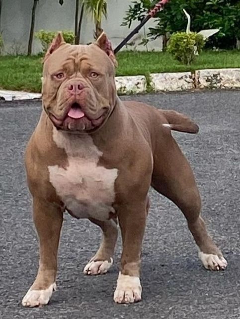 Photo of the dog