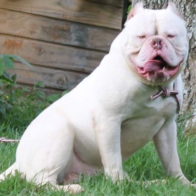 Photo of the dog