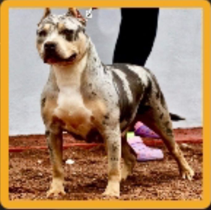 Photo of the dog