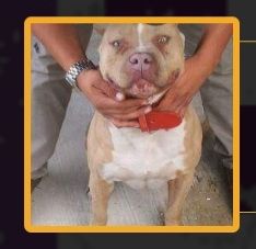 Photo of the dog
