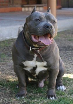 Photo of the dog