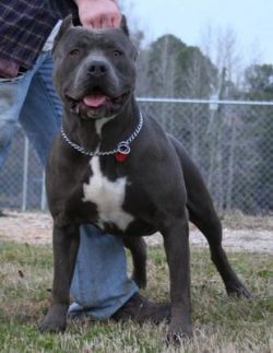 Photo of the dog