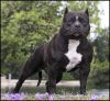 Photo of the dog