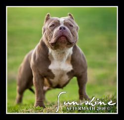 Photo of the dog