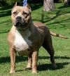 Photo of the dog