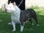 Photo of the dog