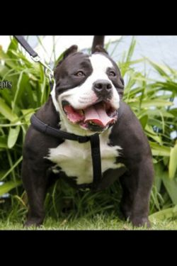 Photo of the dog