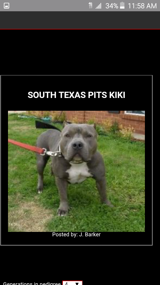 Photo of the dog