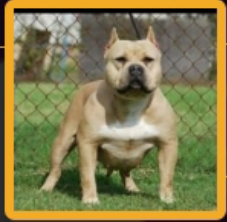 Photo of the dog