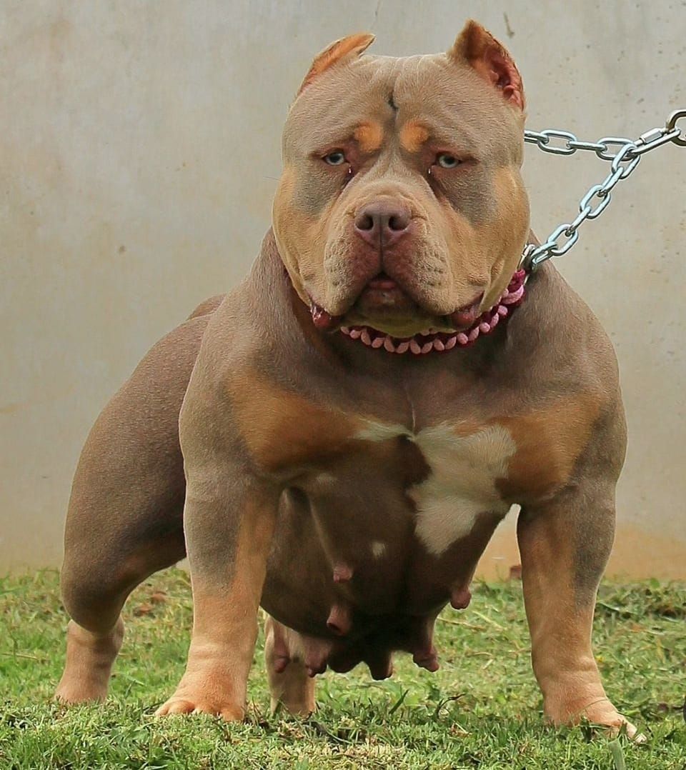 Photo of the dog