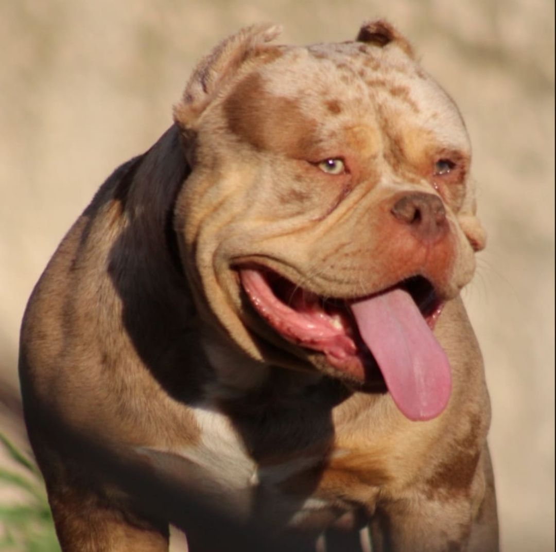 Photo of the dog