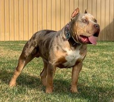 Photo of the dog