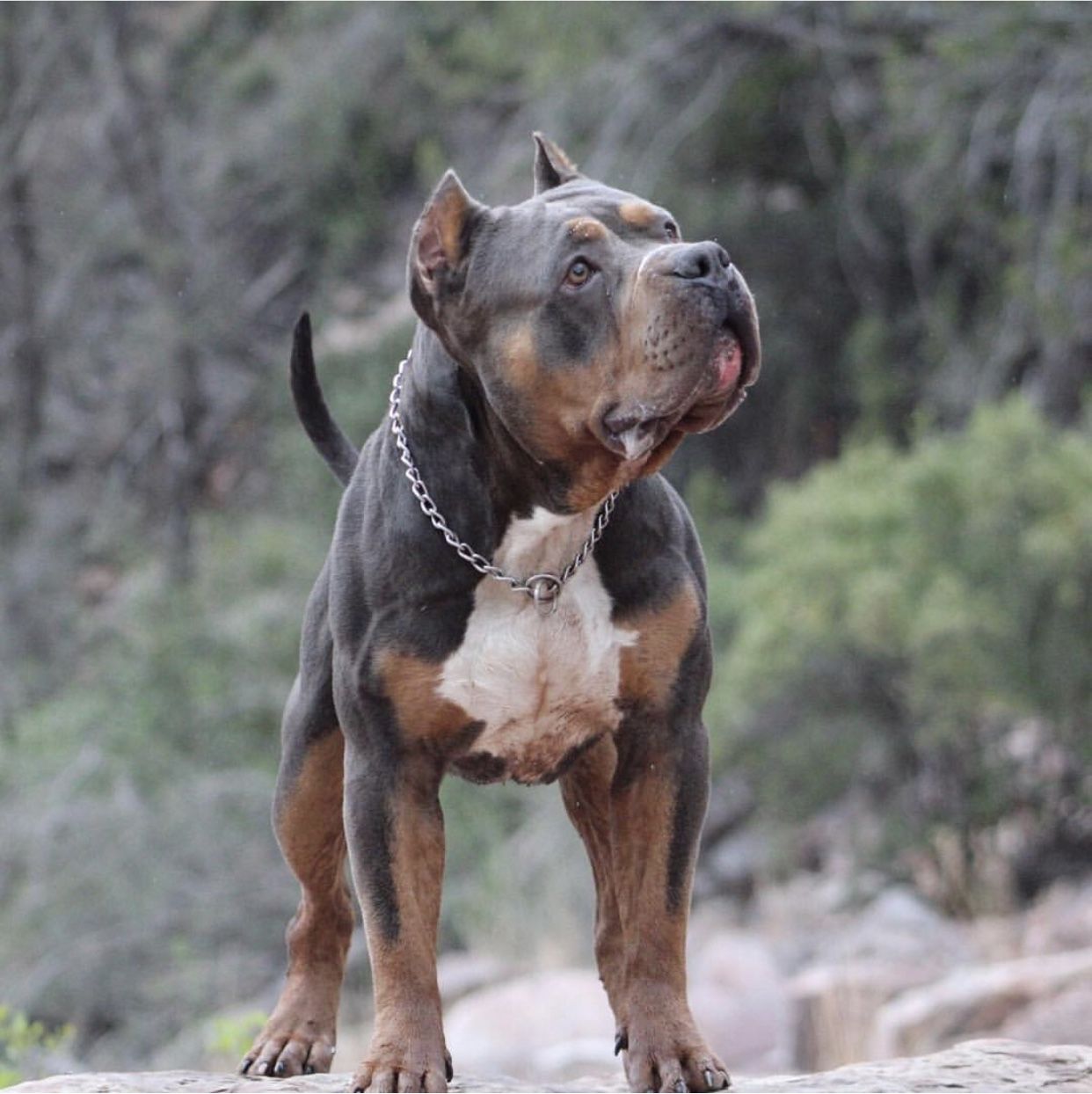 Photo of the dog