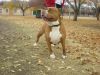 Photo of the dog