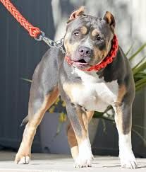 Photo of the dog