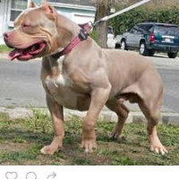 Photo of the dog